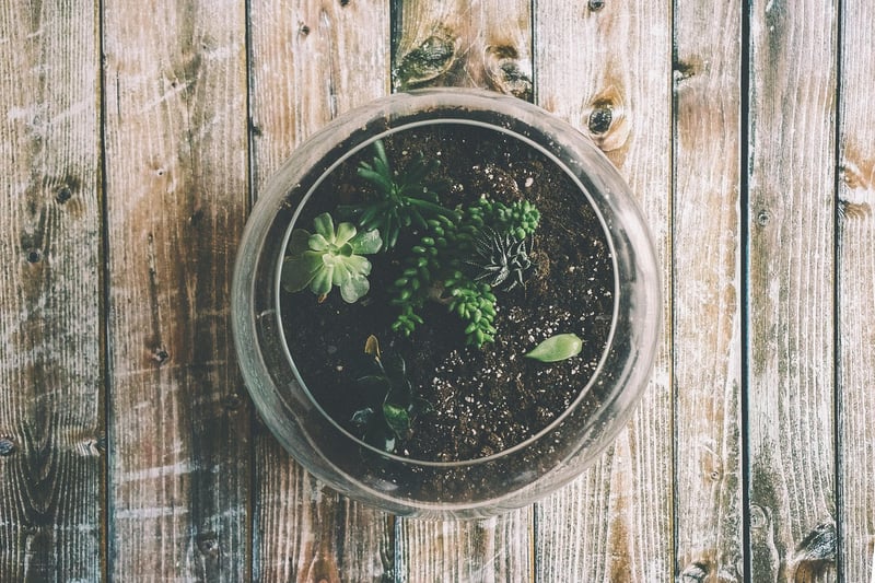 DIY Terrarium